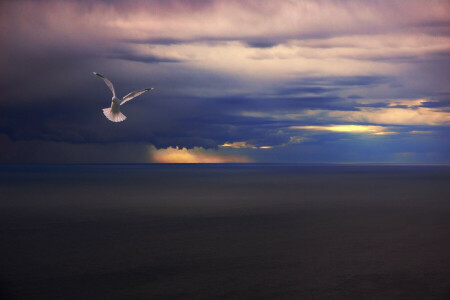 鸟, 乌云, 雨, 海, 海鸥