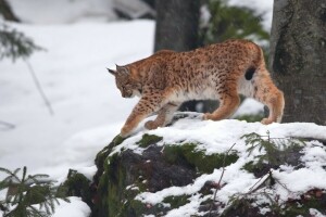 kucing, hutan, lynx, salju, batu, pohon, margasatwa, musim dingin