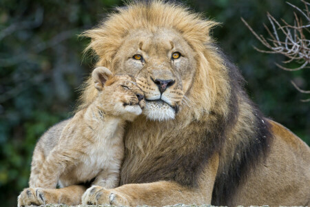 những con mèo, Sư Tử, sư tử, © © Tambako The Jaguar