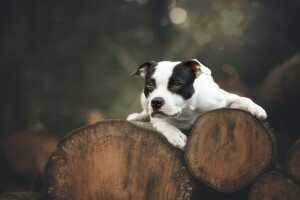Terrier pit bull Amerika, bokeh, anjing, kebohongan, catatan, log, Lihat, alam