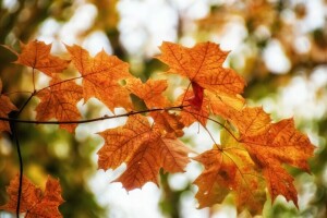 秋季, 树叶, 自然
