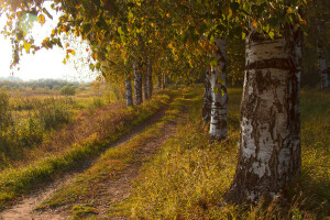 musim gugur, Birch, bidang, jalan, pohon