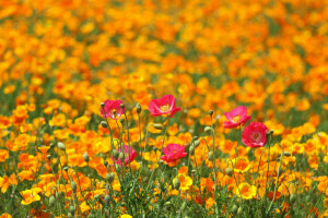 bidang, bunga-bunga, Maki, padang rumput, musim semi