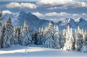 아름다운, 구름, 숲, 산, 자연, 하늘, 겨울