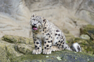 แมว, Irbis, ภาษา, ดู, เสือดาวหิมะ, หิน, © Tambako The Jaguar