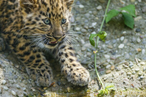 อามูร์, แมว, ทารก, กองทุน, เสือดาว, ดู, หิน, © Tambako The Jaguar