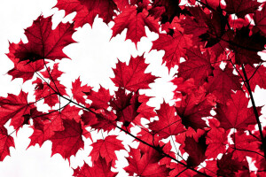 musim gugur, cabang, Daun-daun, maple, Merah tua