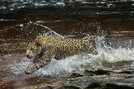 (phim ảnh), Amazon, Báo đốm, động vật ăn thịt, tia nước, Nước