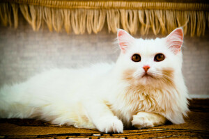 kucing, kucing, mata, kebohongan, Lihat, putih