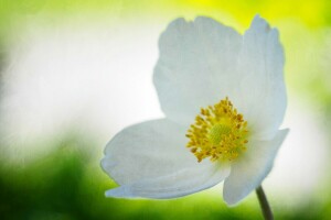 anemonastrum, ดอกไม้, กลีบดอก
