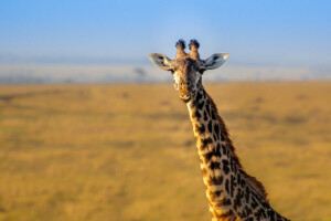 非洲, 长颈鹿, 景观, 自然, 颈部
