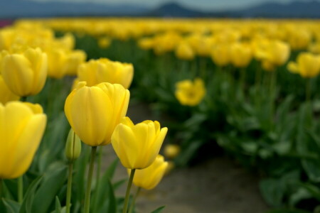 cánh đồng, Thiên nhiên, Hoa tulip