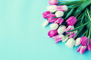 buket, penuh warna, bunga-bunga, tulip