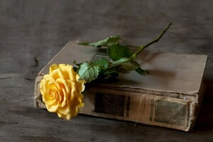 sách, Hoa hồng, màu vàng