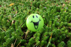 sayuran hijau, halaman rumput, makro, tersenyum, tersenyum, musim semi