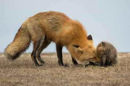 婴儿们, 自然, 红狐