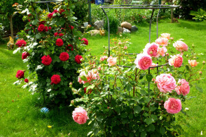 những bông hoa, Vườn, cỏ, rau xanh, Hồng, màu đỏ, hoa hồng, bụi cây