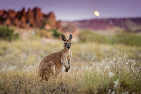 Australia, kanguru, pagi