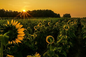 pemandangan, bunga matahari, matahari terbenam