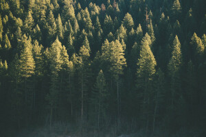 森林, 緑, 木