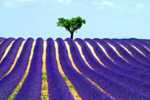 bidang, lavender, langit, pohon