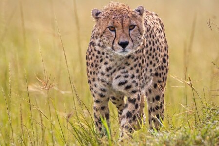 Cheetah, rumput, predator, kucing garong