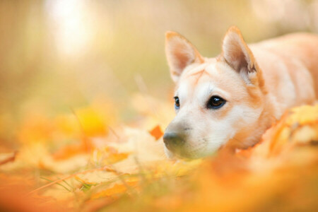 动物, 秋季, 狗, 面对, 树叶, 自然