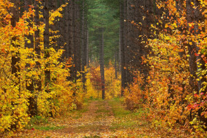 秋, 清算, 森林, 風景, 葉, 道路, 木