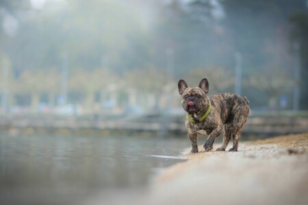 anjing, Bulldog Perancis, air