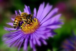 Lebah, bunga, serangga, kelopak