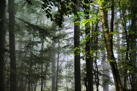 sương mù, rừng, lá, cây