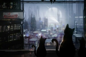猫, 哺乳类, 晚, 城市