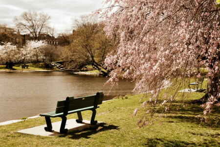 bangku, Boston, Massachusetts, Taman, kolam, pohon, Amerika Serikat