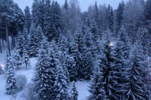 Kstovo, ปีใหม่, Rybinsk, หิมะ, ต้นไม้