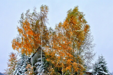 mùa thu, nhà ở, lá, mái nhà, tuyết, bầu trời, cây