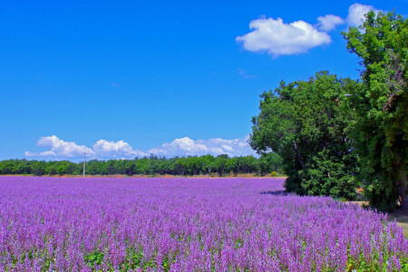 bidang, bunga-bunga, Perancis, lavender, padang rumput, perkebunan, jalan, pohon