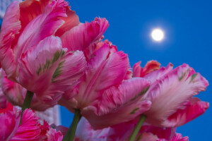 cánh hoa, thân cây, Mặt trăng, bầu trời, Hoa tulip