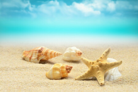 海滩, 蓝色, 砂, 海, 贝壳, 贝壳, 岸, 海星