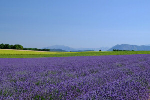 tanah pertanian, bidang, cakrawala, lavender, bidang lavender, gunung, langit