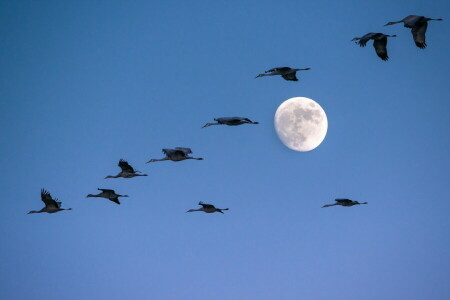 burung-burung, Bulan, langit