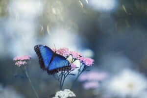 나비, 꽃, 매크로, 사진