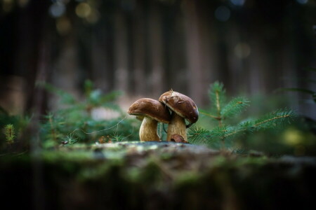 背景, 蘑菇, 自然