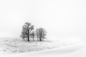 bidang, salju, musim dingin