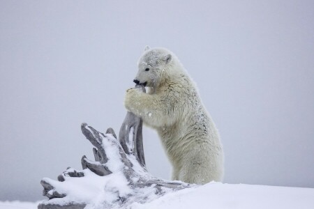 Alaska, beruang, anak, merobek, salju, musim dingin