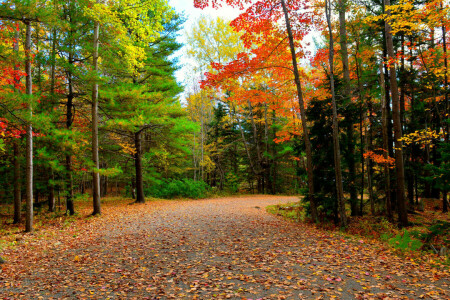 musim gugur, hutan, jalan, pohon