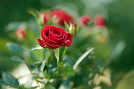chồi, bông hoa, vĩ mô, màu đỏ, Hoa hồng