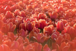 những bông hoa, Thiên nhiên, Hoa tulip