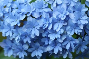 สีน้ำเงิน, พืชไม้ดอกขนาดใหญ่, แมโคร