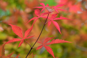 musim gugur, cabang, warna, Daun-daun, makro