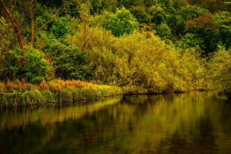 秋季, 森林, 河, 树木, 英国